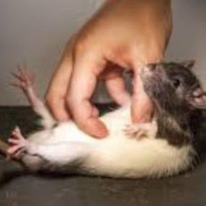 Meet your Posher, Matt